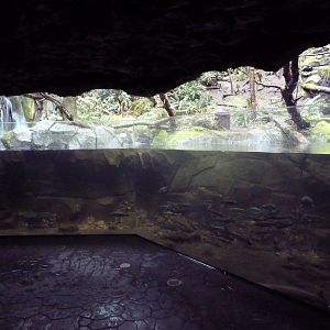 Great Northwest - Bald Eagle Exhibit