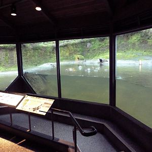 Great Northwest - Beaver Exhibit