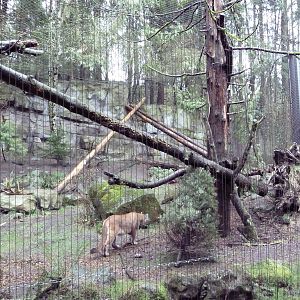 Great Northwest - Cougar Exhibit