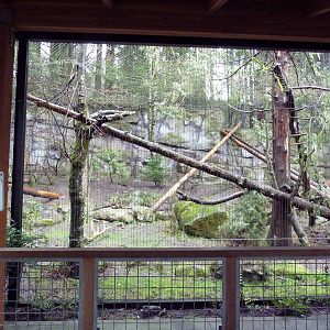 Great Northwest - Cougar Exhibit