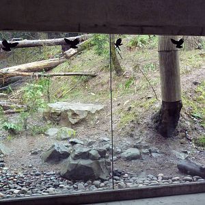 Great Northwest - American Black Bear Exhibit