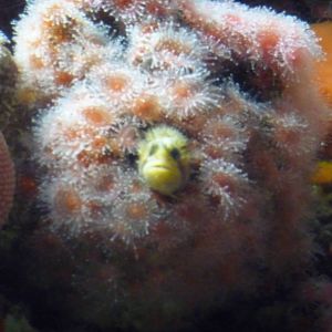 Monterey Bay Aquarium