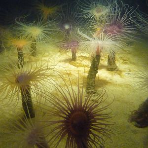 Monterey Bay Aquarium