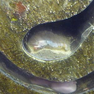 Monterey Bay Aquarium - Ghost Shrimp