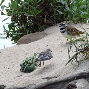 Monterey Bay Aquarium - Shorebirds Exhibit