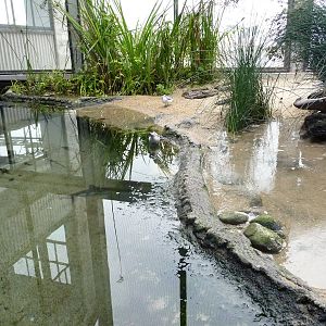 Monterey Bay Aquarium - Shorebirds Exhibit