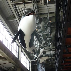 Monterey Bay Aquarium - Killer Whale Statue