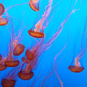 Monterey Bay Aquarium - Jellyfish