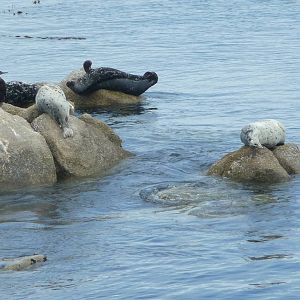 Monterey Bay Aquarium - Wild Harbour Seals