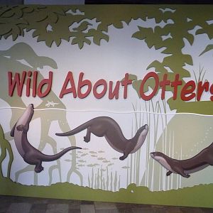 Monterey Bay Aquarium - Wild About Otters