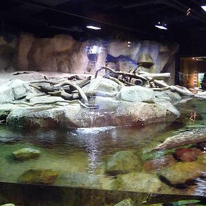 Monterey Bay Aquarium - Wild About Otters