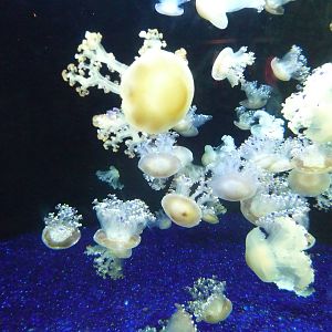 Monterey Bay Aquarium - Jellyfish