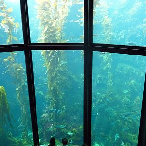 Monterey Bay Aquarium - Kelp Forest Exhibit
