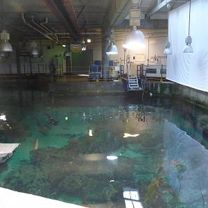 Monterey Bay Aquarium - Common Murres