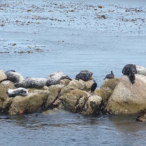Monterey Bay Aquarium - Wild Harbour Seals