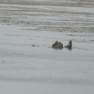 Monterey Bay Aquarium - Wild California Sea Lion