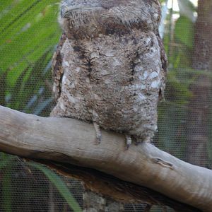 Papuan frogmouth, Cairns Wildlife Dome