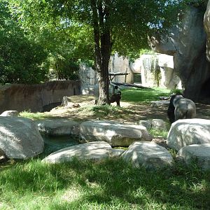 Fort Worth Zoo -  Gorilla Exhibit