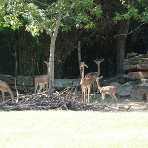 Fort Worth Zoo -  Gerenuk/Lesser Kudu Paddock
