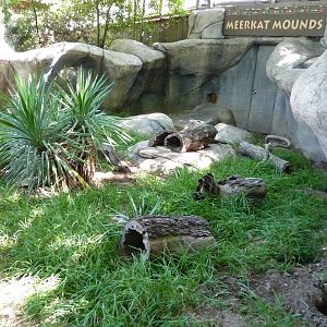 Fort Worth Zoo - Meerkat Exhibit