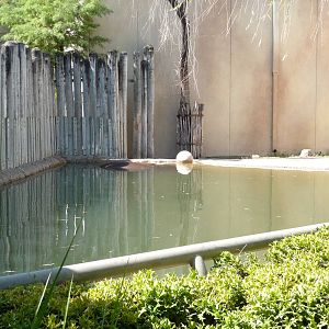 Fort Worth Zoo -  Hippo Pool