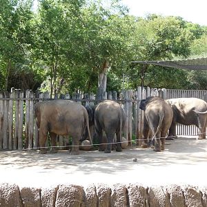 Fort Worth Zoo -  Asian Elephants