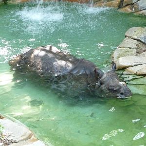 Fort Worth Zoo -  Indian Rhino