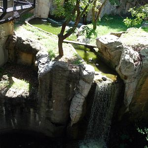 Fort Worth Zoo - White Bengal Tiger Exhibit