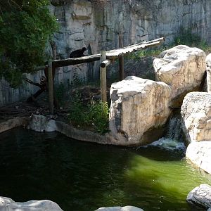 Fort Worth Zoo -  Sun Bear Exhibit