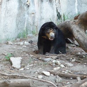 Fort Worth Zoo -  Sun Bear