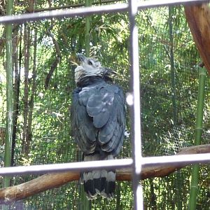Fort Worth Zoo - Harpy Eagle