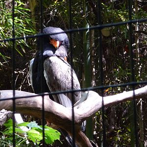 Fort Worth Zoo - Bateleur Eagle