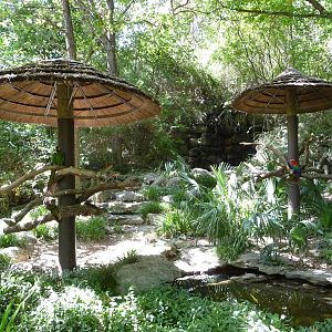 Fort Worth Zoo - Outdoor Macaw Exhibit