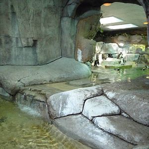 Fort Worth Zoo - Penguin Exhibit