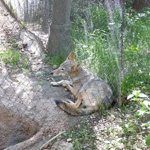 Fort Worth Zoo - Texas Wild!
