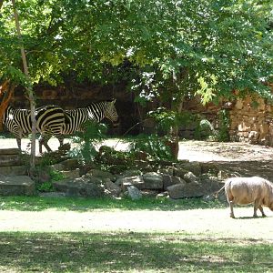 Fort Worth Zoo - Warthog/Zebra Paddock