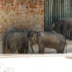 Fort Worth Zoo - Asian Elephants