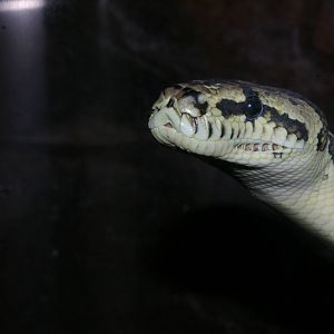 amethystine python (Morelia amethystina kinghorni)