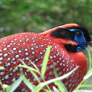 Temminck's tragopan
