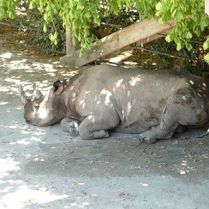 Fort Worth Zoo - Black Rhino
