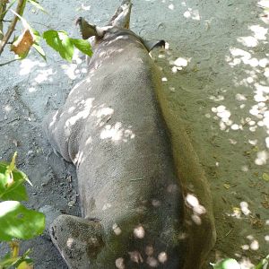 Fort Worth Zoo - Black Rhino