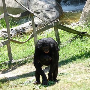 Fort Worth Zoo - Bonobos