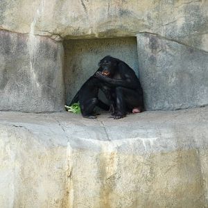 Fort Worth Zoo - Bonobos