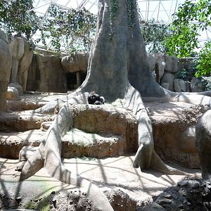 Fort Worth Zoo - Indoor Gorilla Exhibit