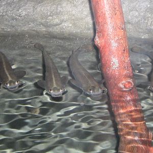 Four-eyed fish Living Coasts 2008