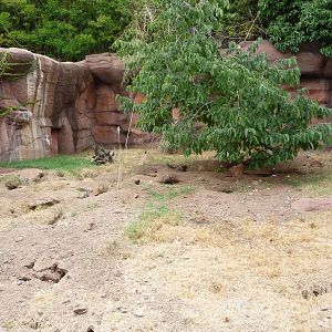 Oklahoma City Zoo - Meerkat Exhibit