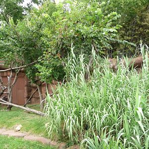 Oklahoma City Zoo - Red Panda Exhibit