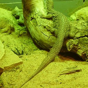 Oklahoma City Zoo - Herpetarium