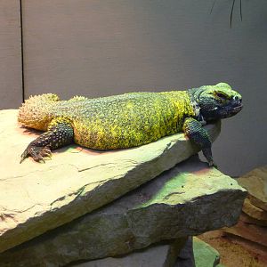 Oklahoma City Zoo - Herpetarium