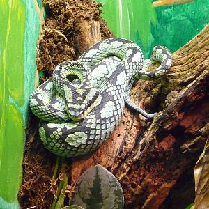 Oklahoma City Zoo - Herpetarium